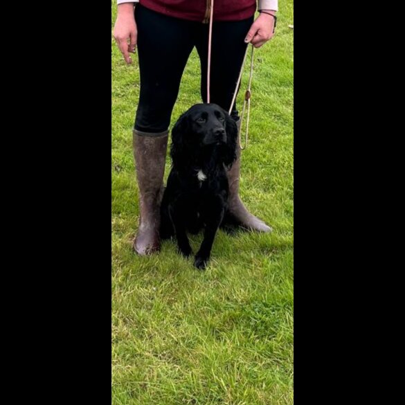 Cocker Spaniel (Working)