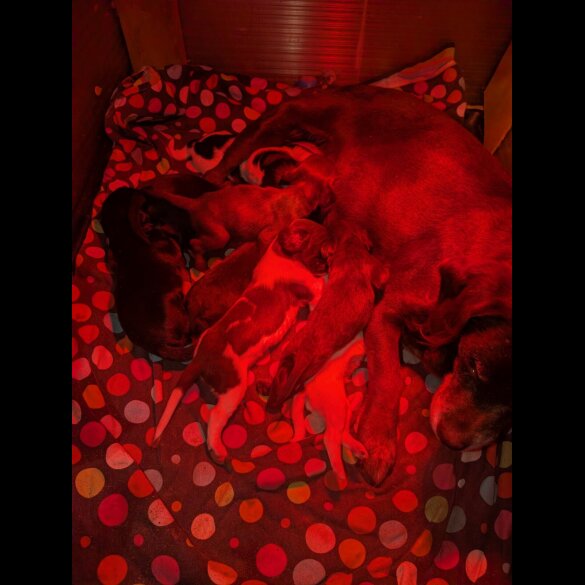 Cocker Spaniel (Working)