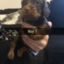 Cocker Spaniel (Working)