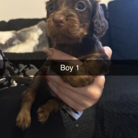 Cocker Spaniel (Working)