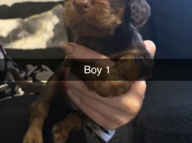 Cocker Spaniel (Working)