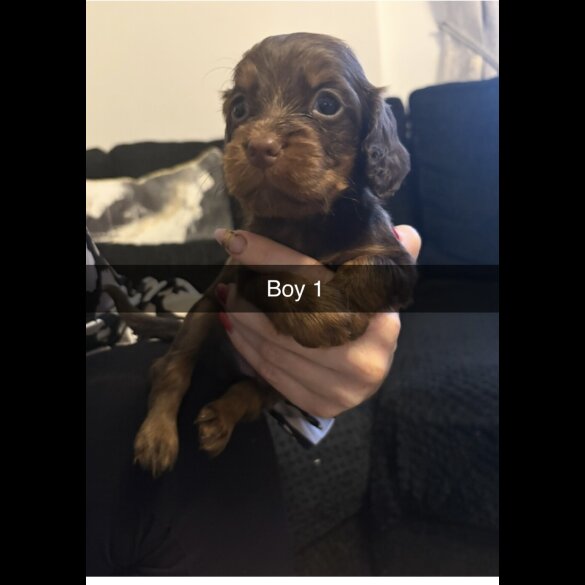 Cocker Spaniel (Working)