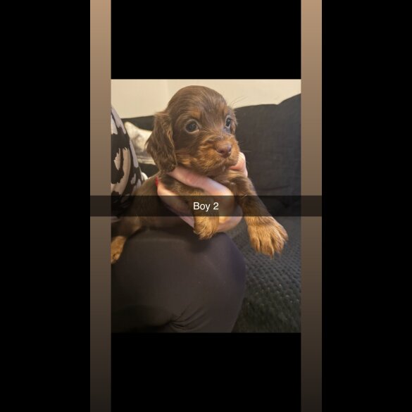 Cocker Spaniel (Working)