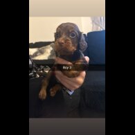 Cocker Spaniel (Working)