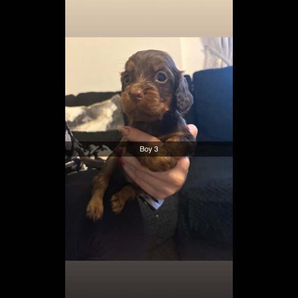 Cocker Spaniel (Working)