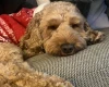 Cockapoo