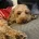 Cockapoo