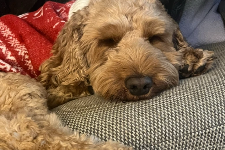 Cockapoo