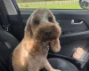 Cockapoo
