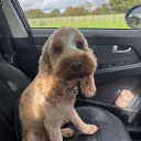 Cockapoo