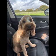 Cockapoo