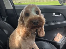 Cockapoo
