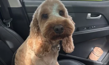 Cockapoo