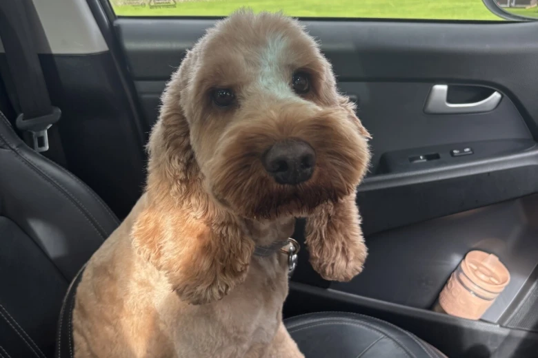 Cockapoo
