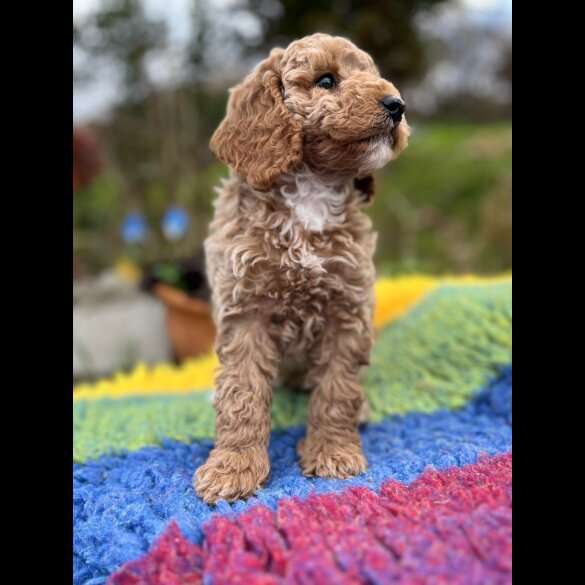 Cockapoo