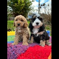 Cockapoo