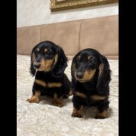 Dachshund (Miniature Long Haired)
