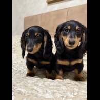 Dachshund (Miniature Long Haired)