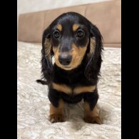 Dachshund (Miniature Long Haired)