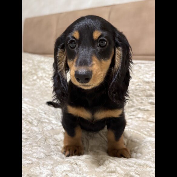 Dachshund (Miniature Long Haired)