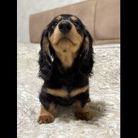 Dachshund (Miniature Long Haired)