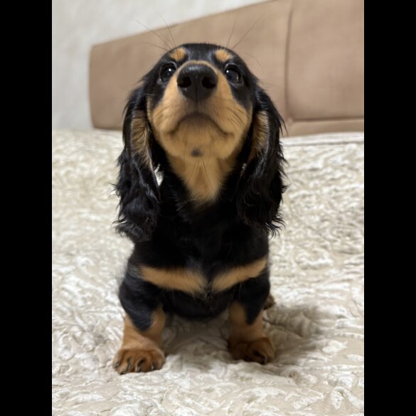 Dachshund (Miniature Long Haired)