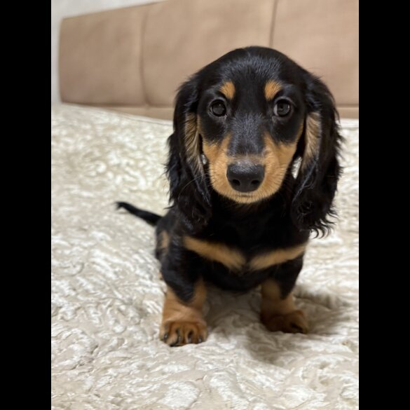 Dachshund (Miniature Long Haired)