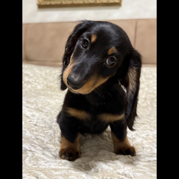 Dachshund (Miniature Long Haired)