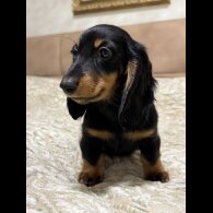 Dachshund (Miniature Long Haired)