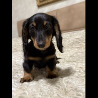 Dachshund (Miniature Long Haired)