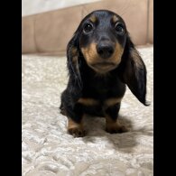 Dachshund (Miniature Long Haired)