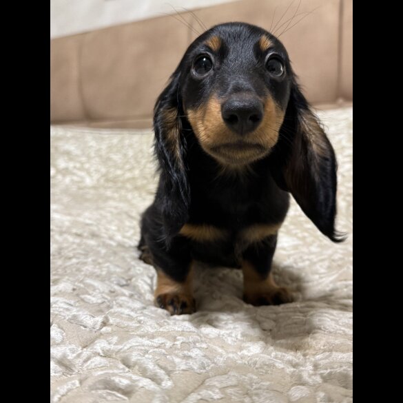 Dachshund (Miniature Long Haired)