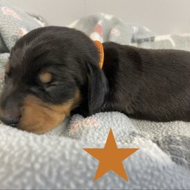 Dachshund (Miniature Smooth Haired)