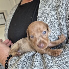 Dachshund (Miniature Smooth Haired)