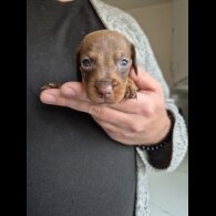 Dachshund (Miniature Smooth Haired)