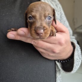 Dachshund (Miniature Smooth Haired)