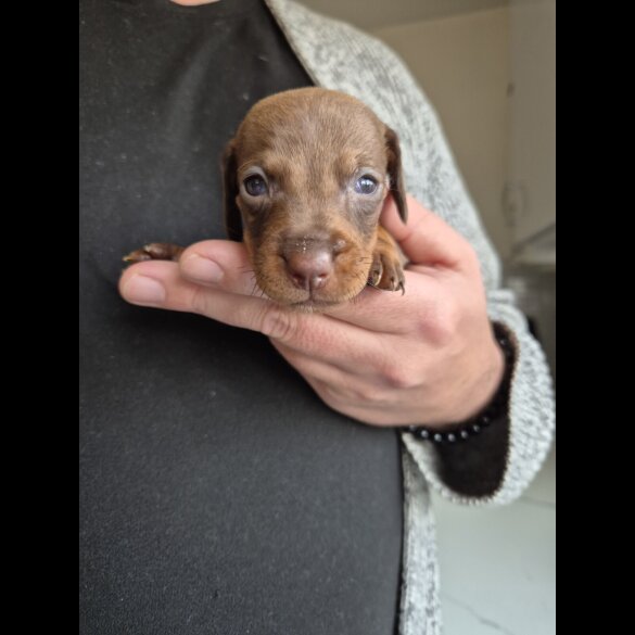 Dachshund (Miniature Smooth Haired)