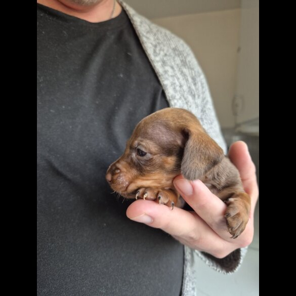 Dachshund (Miniature Smooth Haired)