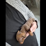 Dachshund (Miniature Smooth Haired)