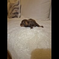 Dachshund (Miniature Smooth Haired)