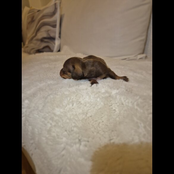 Dachshund (Miniature Smooth Haired)