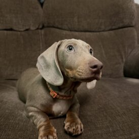 Dachshund (Miniature Smooth Haired)