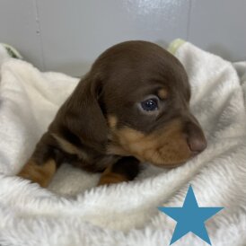 Dachshund (Miniature Smooth Haired)