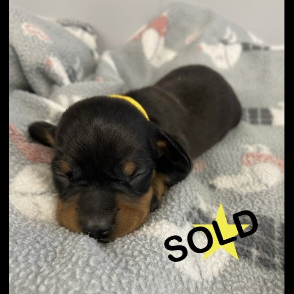 Dachshund (Miniature Smooth Haired)