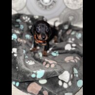 Dachshund (Smooth Haired)