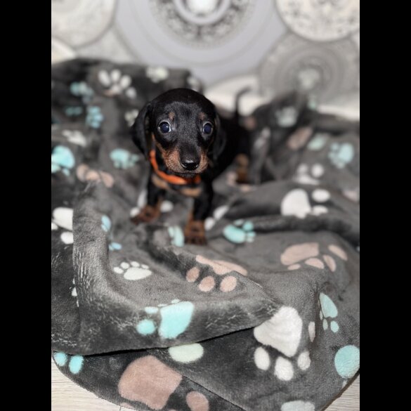 Dachshund (Smooth Haired)