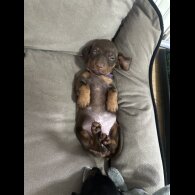 Dachshund (Smooth Haired)