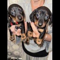 Dachshund (Smooth Haired)