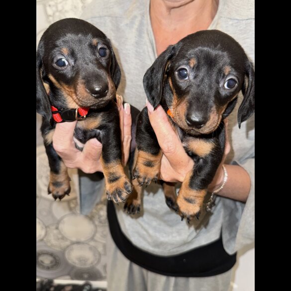 Dachshund (Smooth Haired)