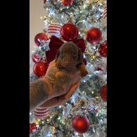 Dachshund (Smooth Haired)